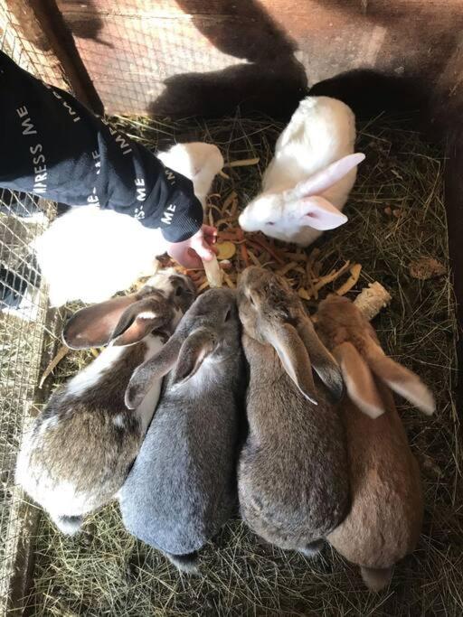 リュブノ Tourist Farm Kladjeヴィラ エクステリア 写真
